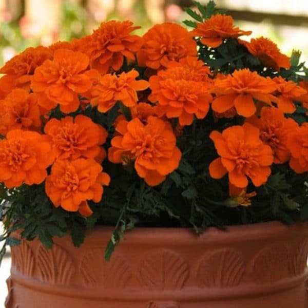 marigold-bonanza-deep-orange-container