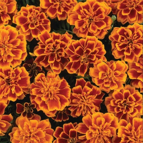 marigold-bonanza-flame