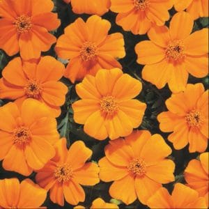 marigold-disco-orange