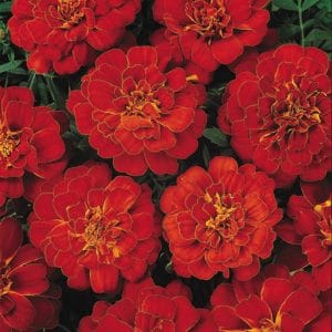 marigold-durango-red