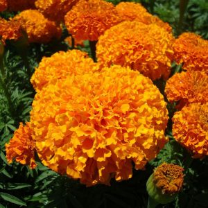 marigold-inca-orange