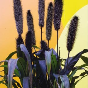 millet-ornemental-purple-baron-bloom