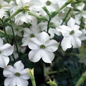 nicotiana-perfume-white-bloom