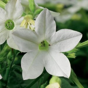 nicotiana-saratoga-white-bloom