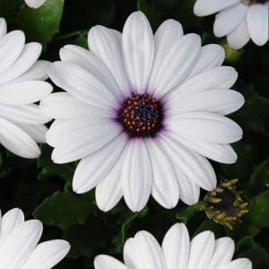 osteospermum-akila-white-bloom