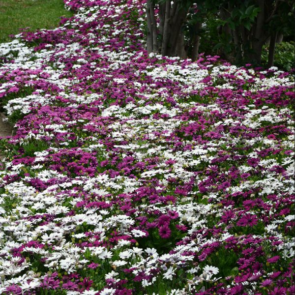 osteospermum-akila-white-garden