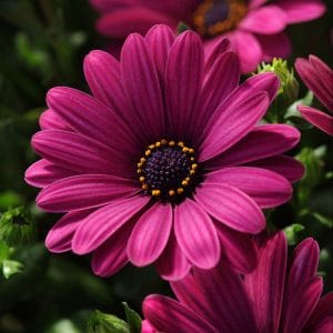 osteospermum-serenity-dark-purple-bloom