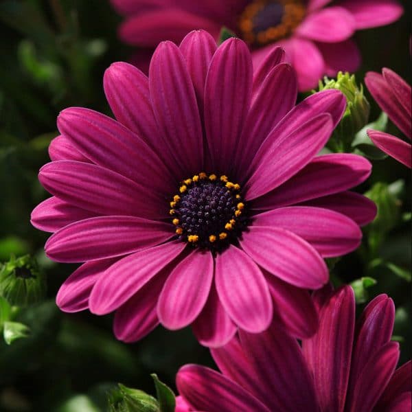 osteospermum-serenity-dark-purple-bloom