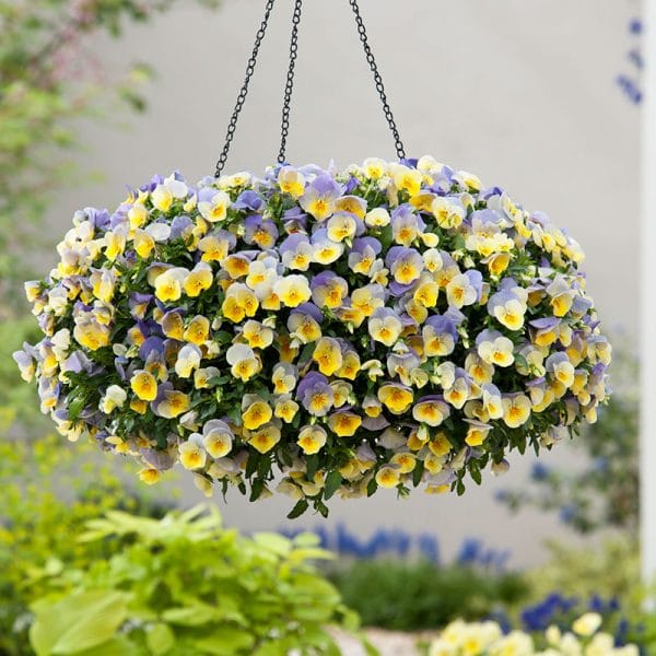 pansy-cool-wave-blueberry-swirl-basket