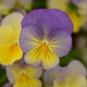 pansy-cool-wave-blueberry-swirl-bloom