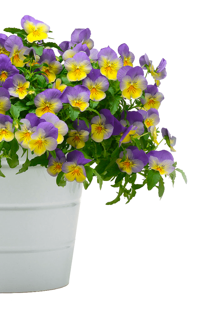 pansy-cool-wave-blueberry-swirl-container