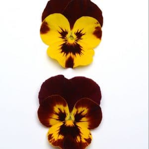 pansy-cool-wave-fire-bloom