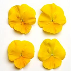 pansy-cool-wave-golden-yellow-bloom
