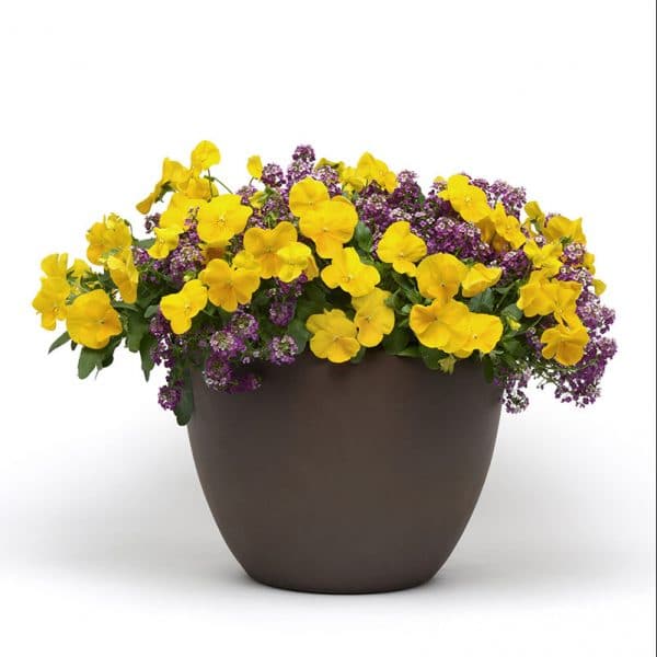 pansy-cool-wave-golden-yellow-container