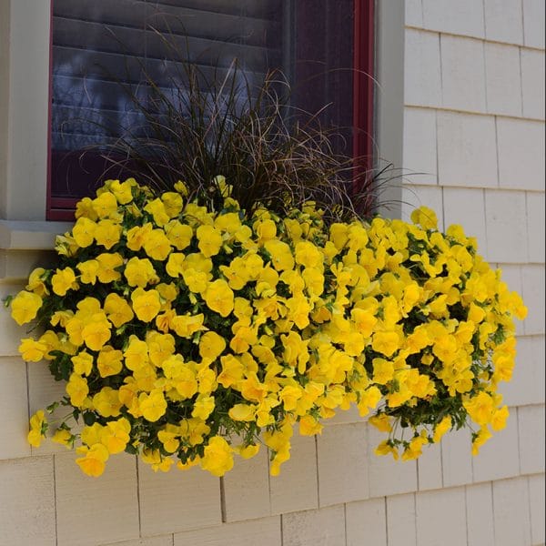 pansy-cool-wave-golden-yellow-container2