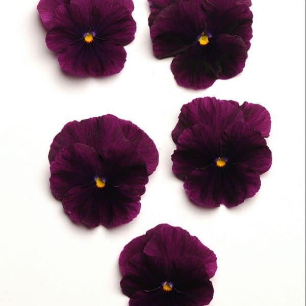 pansy-cool-wave-purple-bloom2