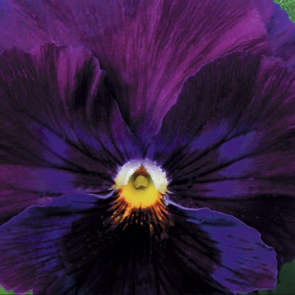 pensee-delta-pure-violet