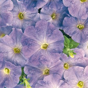 petunia-carpet-blue-sky