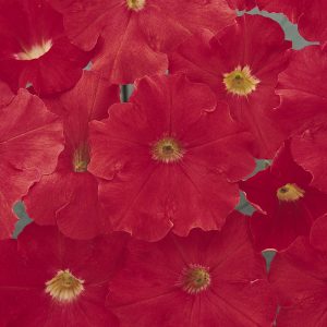 petunia-carpet-bright-red
