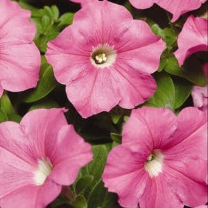 petunia-carpet-pink