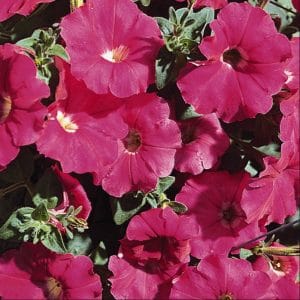 petunia-carpet-rose