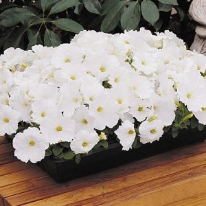 petunia-carpet-white