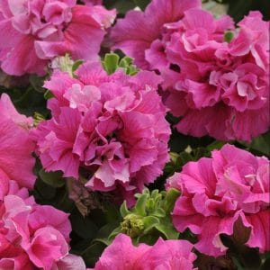 petunia-cascade-pink