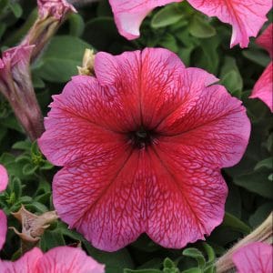 petunia-daddy-red-bloom