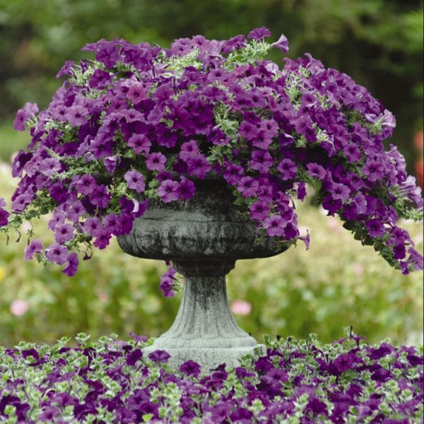 petunia-easy-wave-blue-container