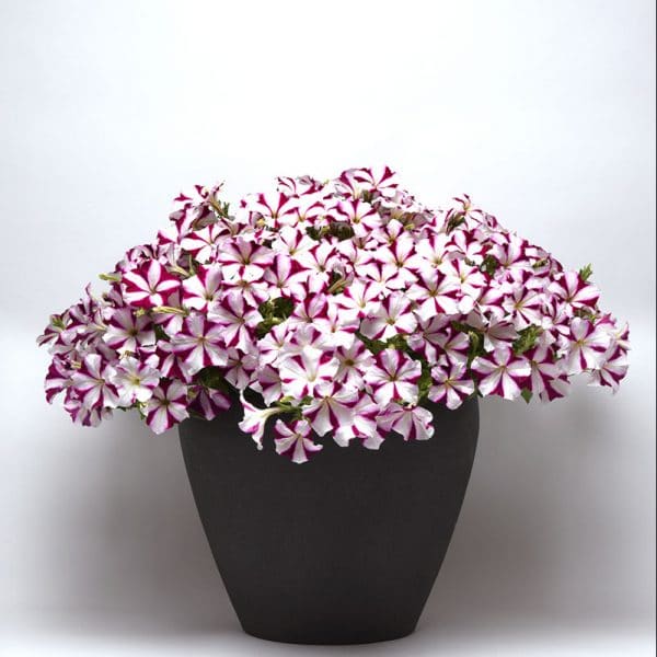 petunia-easy-wave-burgundy-star-container