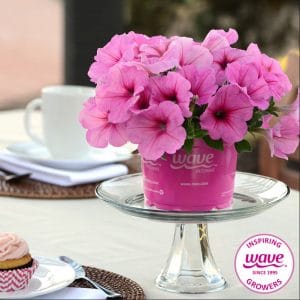 petunia-easy-wave-pink-passion