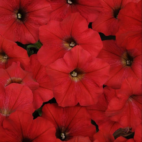 petunia-easy-wave-red
