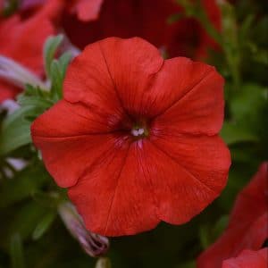 petunia-easy-wave-red-bloom