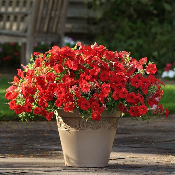 petunia-easy-wave-red-container
