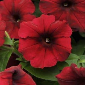 petunia-easy-wave-red-velour