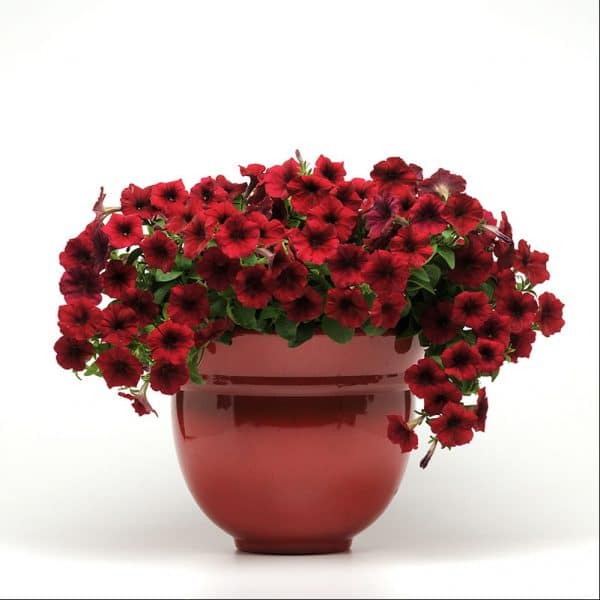 petunia-easy-wave-red-velour-pot
