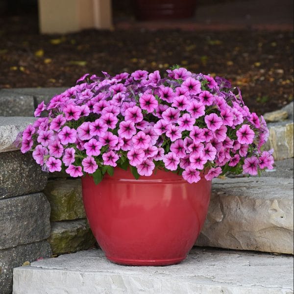 petunia-easy-wave-rose-fusion-container