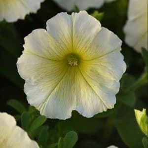 petunia-madness-yellow-bloom