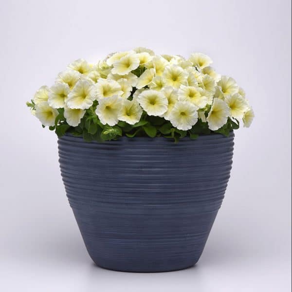 petunia-madness-yellow-container