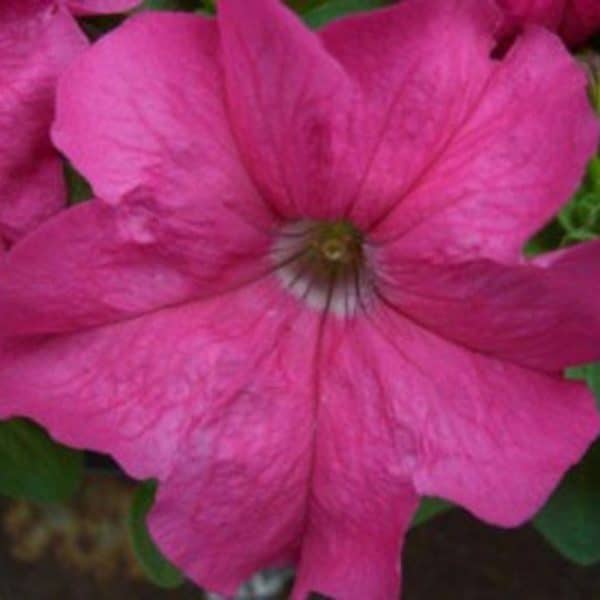 petunia-supercasscade-rose