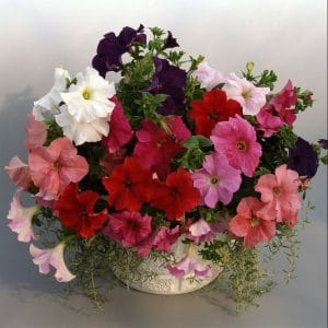 petunia-supercasscade-rose-container