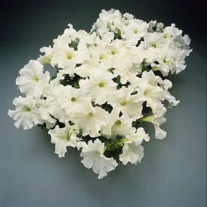 petunia-supercasscade-white