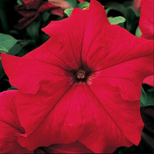 petunia-tritunia-red
