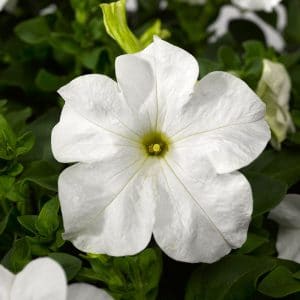 petunia-tritunia-white-bloom