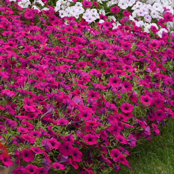 petunia-wave-purple-classic-garden