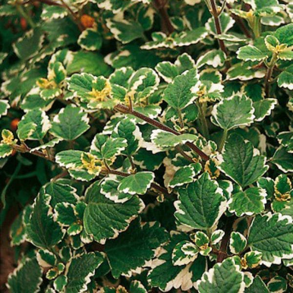 plectranthus-variegata