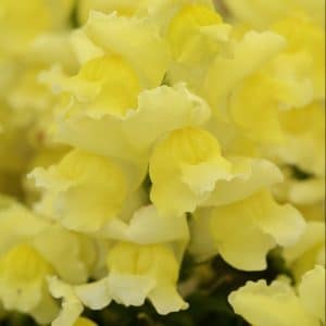 snapdragon-snapshot-yellow-bloom