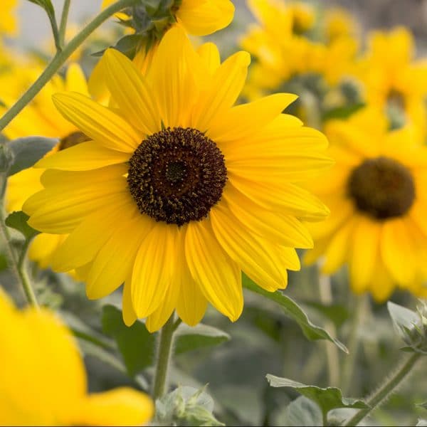 sunflower-sunfinity-yellow-dark-eye-bloom