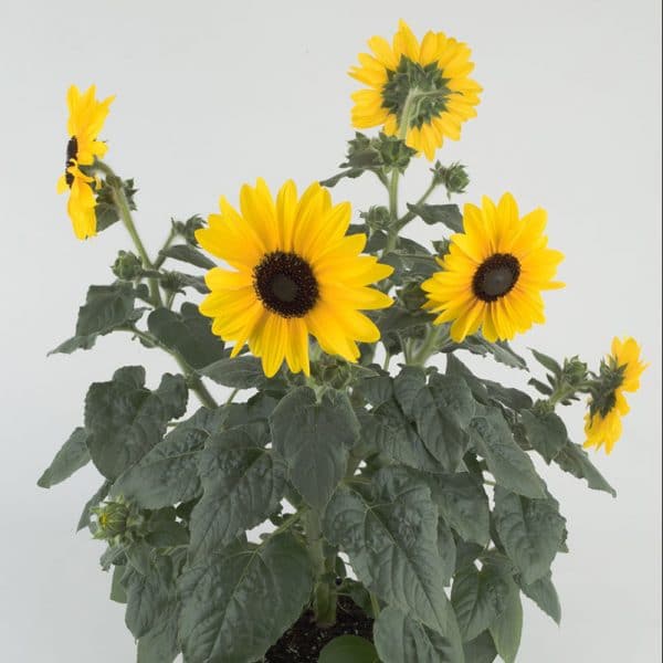 sunflower-sunfinity-yellow-dark-eye-container
