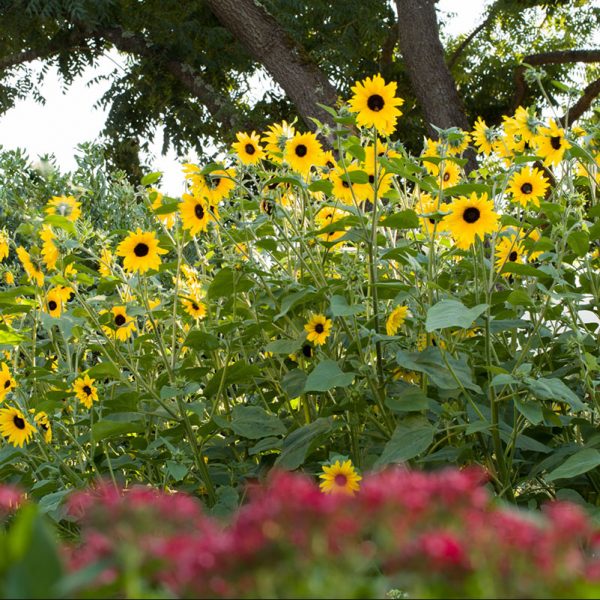 sunflower-sunfinity-yellow-dark-eye-garden